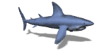 shark_swim_lw.gif
