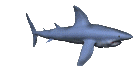 shark_swim_lc.gif