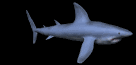 shark_swim_lb.gif