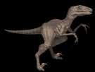 raptor_walk_lb.gif