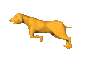 yellowdog_run_mc.gif