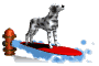 surferdog_sw.gif
