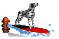 surferdog_mw.gif