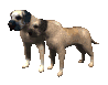 mastiff_pair_wagging__a_sc.gif