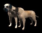 mastiff_pair_wagging__a_mc.gif