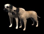 mastiff_pair_wagging__a_lb.gif