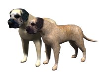 mastiff_pair_wagging__a_hr.jpg