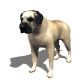 mastiff_blinking_sw.gif