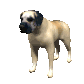 mastiff_blinking_sc.gif