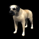 mastiff_blinking_lb.gif