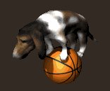 hounddog_balancingbas_a_lc.gif