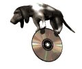 hounddog_balancing_cd_mw.gif