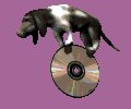 hounddog_balancing_cd_mc.gif