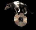 hounddog_balancing_cd_mb.gif