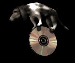 hounddog_balancing_cd_lb.gif
