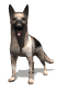 german_shepard_waggin_a_sw.gif