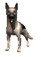 german_shepard_waggin_a_sc.gif