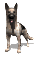 german_shepard_waggin_a_mw.gif