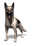 german_shepard_waggin_a_lw.gif