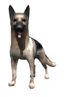german_shepard_waggin_a_hr.jpg