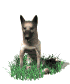 german_shepard_sittin_a_sw.gif