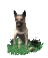 german_shepard_sittin_a_sc.gif