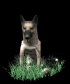 german_shepard_sittin_a_sb.gif