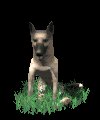 german_shepard_sittin_a_mc.gif