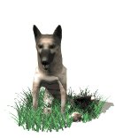 german_shepard_sittin_a_lw.gif