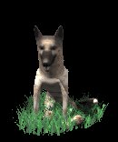 german_shepard_sittin_a_lc.gif