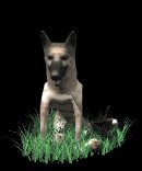 german_shepard_sittin_a_lb.gif