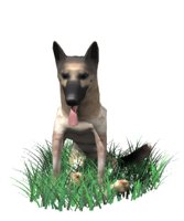german_shepard_sittin_a_hr.jpg