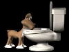dog_drinking_toilet_sb.gif