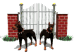 doberman_guarding_gate_sw.gif