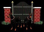doberman_guarding_gate_mb.gif