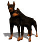doberman_couple_sw.gif