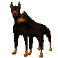 doberman_couple_sc.gif