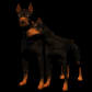 doberman_couple_sb.gif