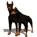 doberman_couple_mw.gif