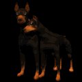 doberman_couple_mb.gif