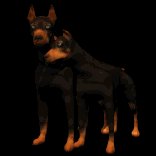 doberman_couple_lb.gif