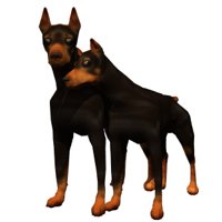 doberman_couple.jpg