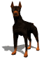 doberman_blinking_sw.gif