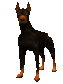 doberman_blinking_sc.gif
