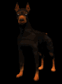 doberman_blinking_mb.gif