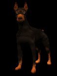 doberman_blinking_lc.gif