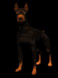 doberman_blinking_lb.gif