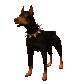 doberman_barking_sc.gif