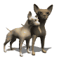 chihuahuas_rubbing_ne_a_sw.gif