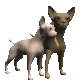 chihuahuas_rubbing_ne_a_sc.gif